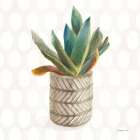 Desert Greenhouse XIII Sq Art Print