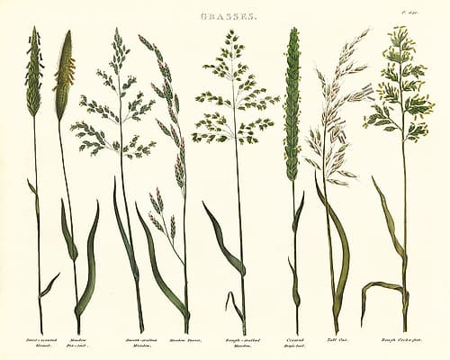 Herbal Botanical VII Ivory Nature Print