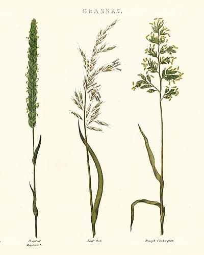 Herbal Botanical Study II Ivory Art Print
