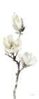 White Magnolia I Panel Art Print