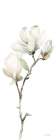 White Magnolia II Panel Art Print
