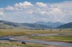 Lamar Valley Bison Art Print