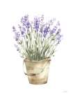 Potted Lavender Art Print