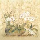 Espirit Orchid Art Print