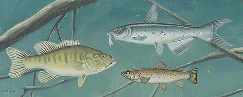 Fresh Catch III Art Print