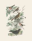 Honeybloom Bird I Art Print