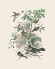 Honeybloom Bird II Art Print