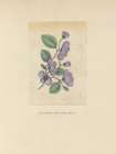 Textbook Floral Pastel Art Print