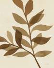 Leaf and Stem IX