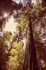 Redwoods 1 Art Print