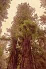 Redwoods II Art Print