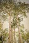 Towering Aspens 1 Art Print