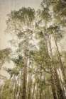Towering Aspens 2 Art Print