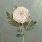 Cottage Chrysanthemum Art Print