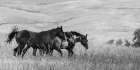 Horse Moves BW Art Print