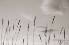 Grasslands Landscape Print