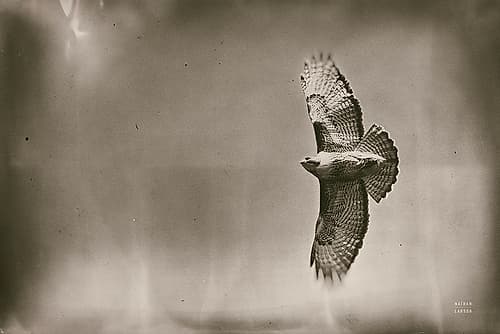 Catch and Fly Art Print