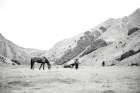 Moke Lake Horses IV Art Print