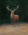 Stag Art Print