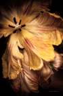 Tulip Detail I Art Print
