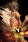 Tulip Detail IV Art Print
