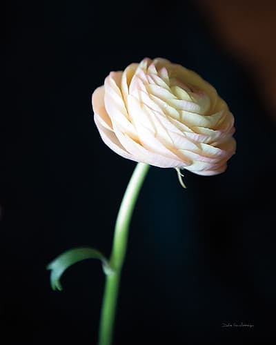 Single Ranunculus I Art Print