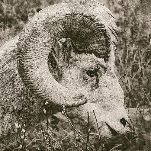 Big Horn Art Print