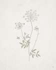 Gifts from the Meadow III Art Print