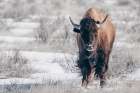 Bison Beauty Art Print