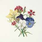 Pansy Party II Art Print