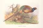 Autumn Pheasant Art Print