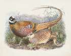 Pheasant Family Art Print