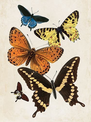 Vintage Butterfly I Art Print