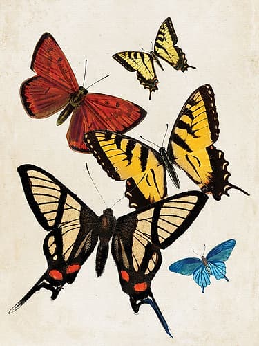 Vintage Butterfly II Art Print