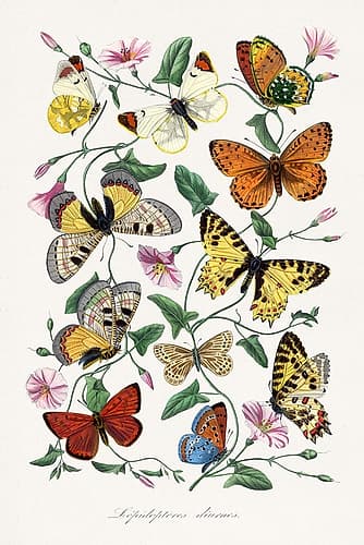 Le Jardin des Plantes Art Print