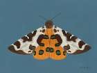 Moth II Art Print