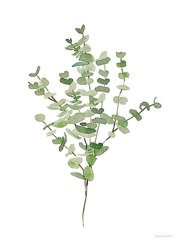 Gentle Eucalyptus Nature Print