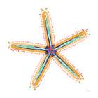 Along the Coast Starfish III Art Print