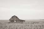 Leaning Barn Neutral Art Print