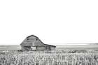 Leaning Barn BW Art Print