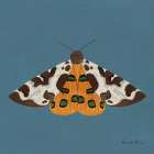 Moth II Sq Art Print