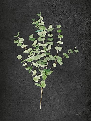 Gentle Eucalyptus on Black Nature Print