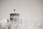 Oregon Coast Lighthouse Neutral Art Print