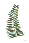 Forest Fern Trio II Art Print