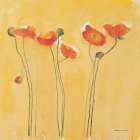 Cadmium Orange Poppies Art Print