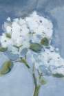 Elegant Hydrangea Art Print