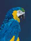 Blue and Gold Macaw Navy Art Print