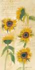 Sunflowers on Script