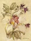Cymbidium Art Print
