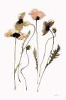 Autumn Orientals Vignette I Art Print by Shirley Novak